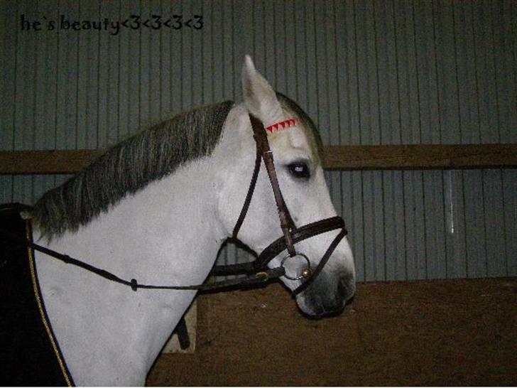 Anden særlig race MILLENIUM(TILBAGE LEVERT) - smukke billede 6