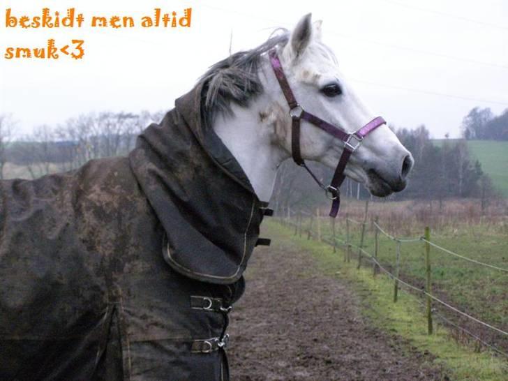 Anden særlig race MILLENIUM(TILBAGE LEVERT) - elsker dig sku af hele mit hjerte billede 10