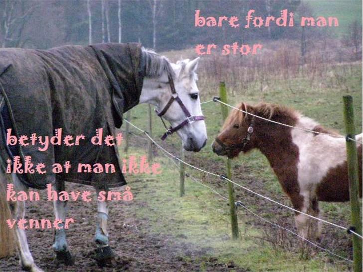 Anden særlig race MILLENIUM(TILBAGE LEVERT) - hehe billede 11