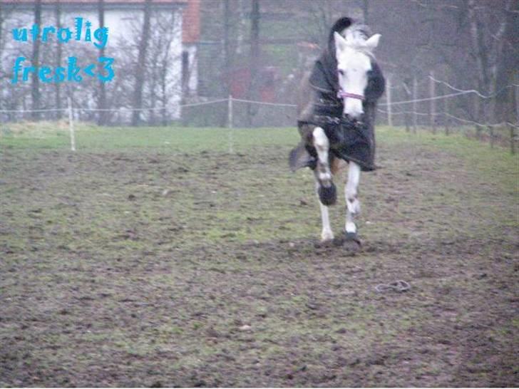 Anden særlig race MILLENIUM(TILBAGE LEVERT) - jjjjjj.jju...............jjjubbbbbbiiiiiiiiiiiiiiiiiii billede 12