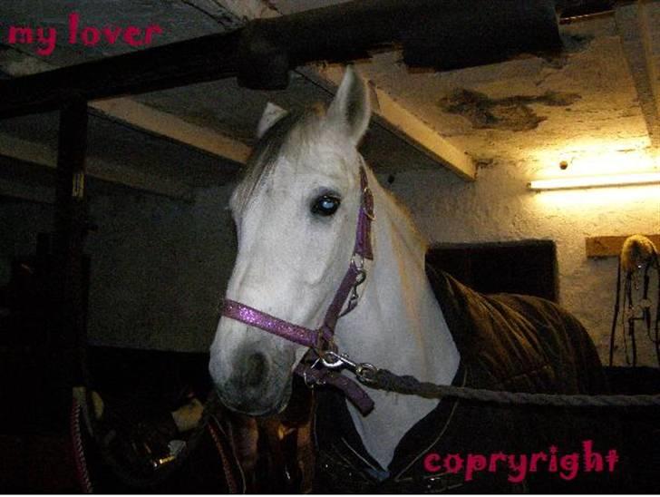 Anden særlig race MILLENIUM(TILBAGE LEVERT) - skath billede 14