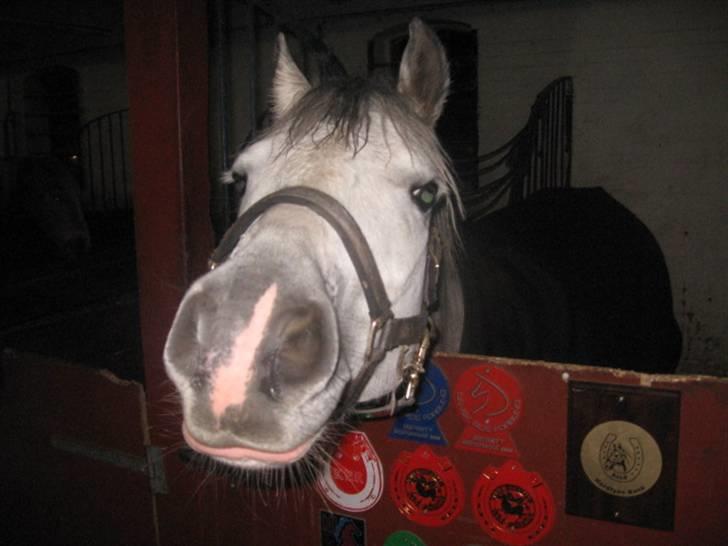 DSP Flicka billede 10