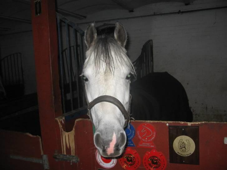 DSP Flicka billede 11