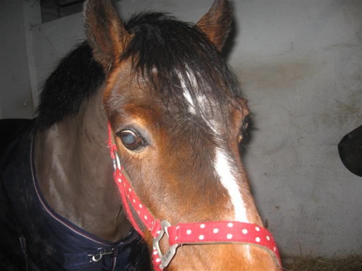 Anden særlig race juni venture billede 1