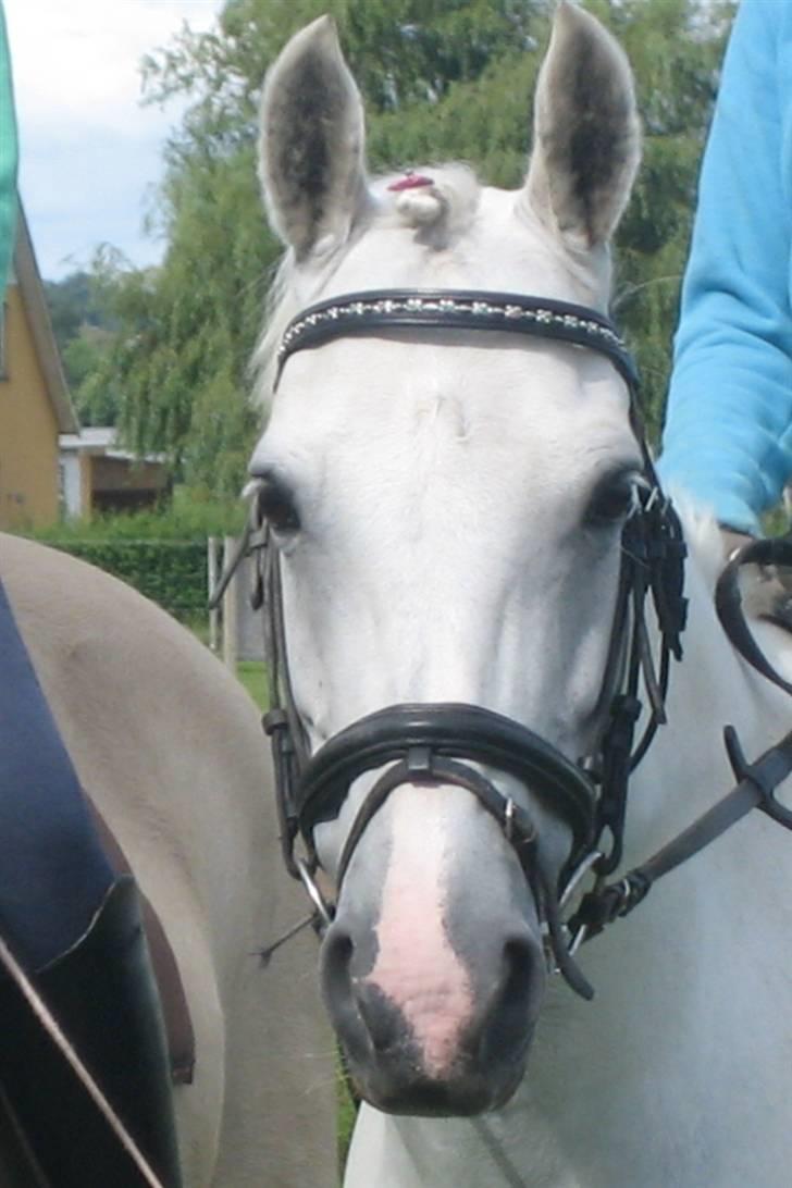 New Forest Firfod Aida - Yndige Aida <3 billede 20