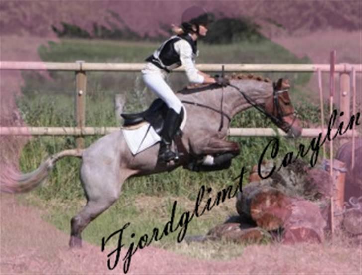 Welsh Pony af Cob-type (sec C) Fjordglimt Carylin - Terrænspring på skaarupovergaard ´09. billede 12