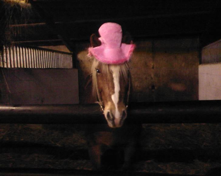 Haflinger Alf - Så fik man den fiiine hat på + indianer hovedtøjet! ;D billede 10