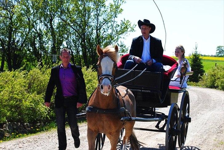 Anden særlig race Malou l MIT ALT l - Min konfirmation d. 8/5-2011 - Malou ELSKER at køre vogn <3 billede 3