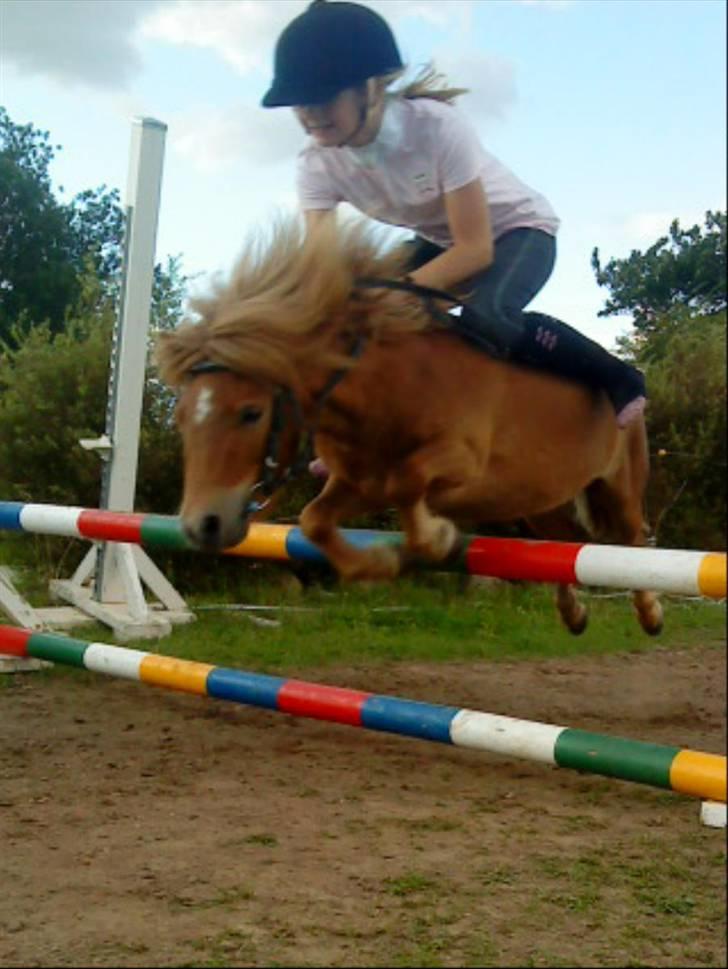 Shetlænder stine's walter (; - Walter&mig hopper ca. 50cm, den pony kan bare hoppe! ;) mesterfotograf; Camilla Brigsted/Sarah Larsen ? billede 2