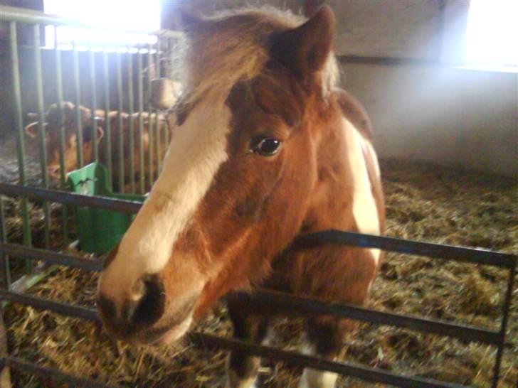 Anden særlig race Dolly billede 5