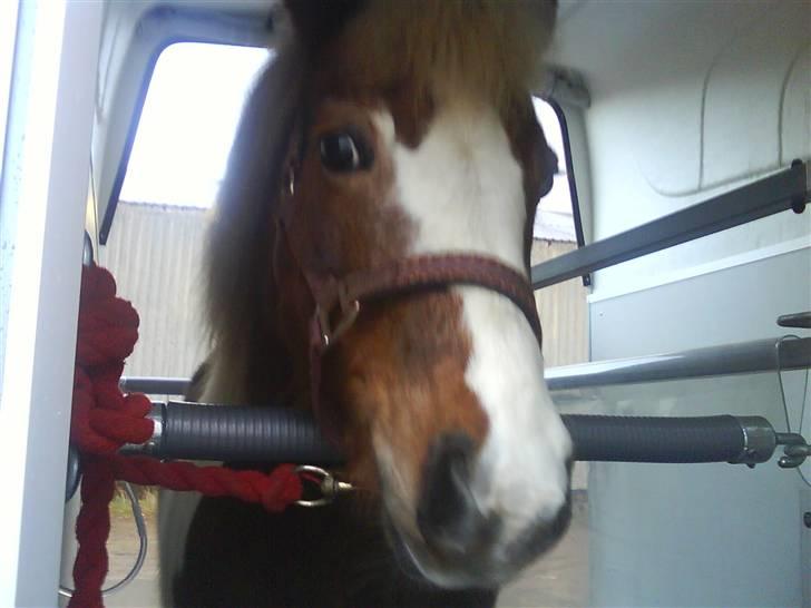 Anden særlig race Dolly billede 7