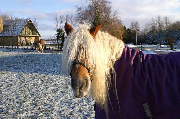 Haflinger JULIANE Á ROSENDAL - når enden er god er alting godt XD billede 3