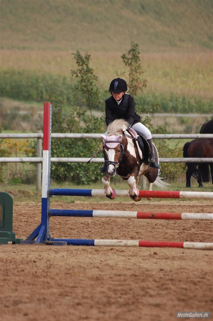 Anden særlig race Dolly - Mig&Dolly(: billede 10