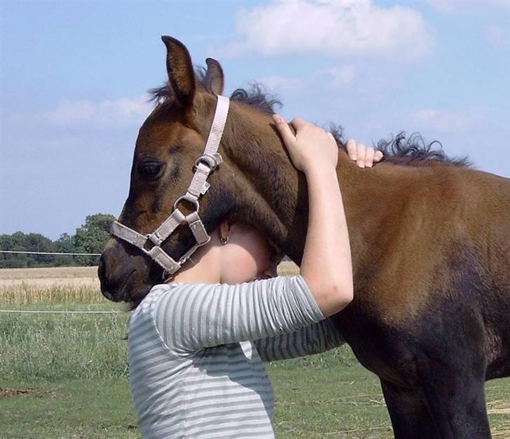 Arabisk fuldblod (OX) Impala bint gazelle ox - Impala og jeg <3 billede 10