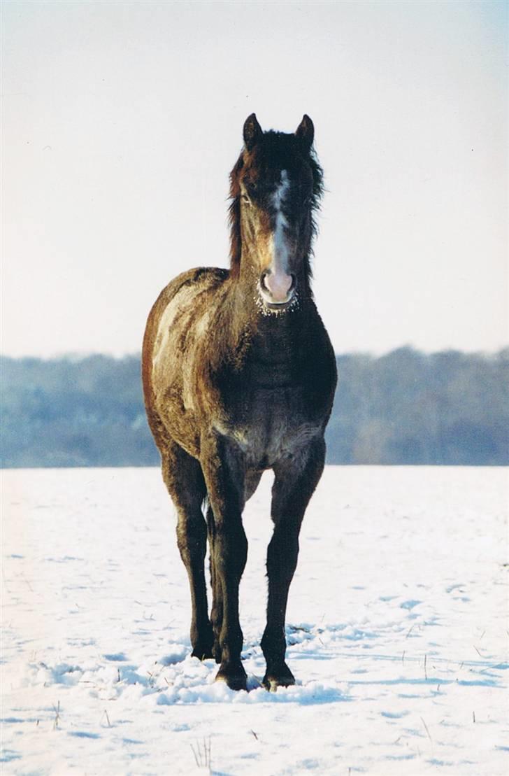 New Forest Firfod Firspring - på firfod billede 1