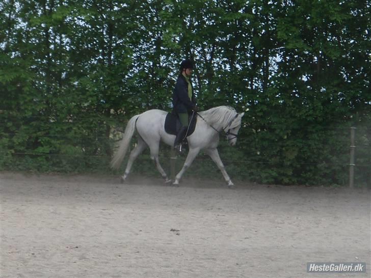 New Forest Firfod Firspring - foto: Pernille KJ billede 2