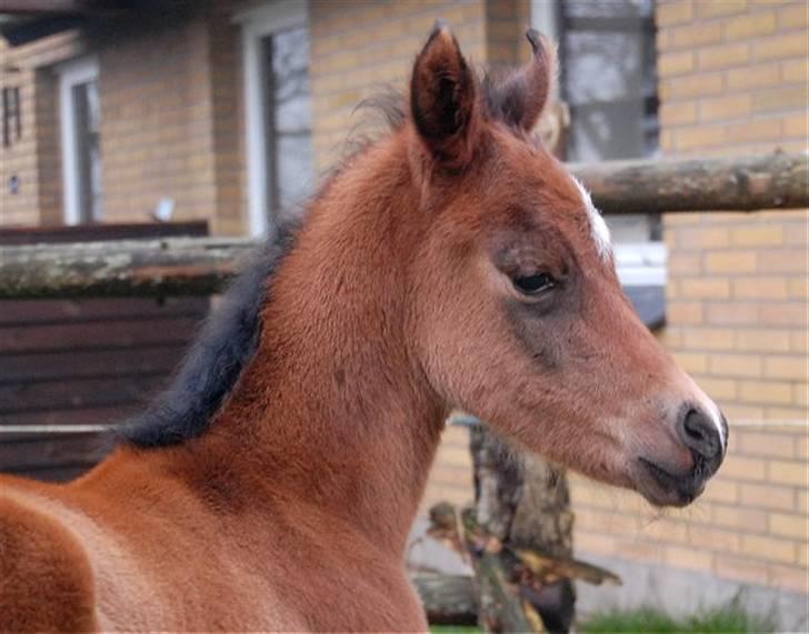 Arabisk fuldblod (OX) Al Aliyy Fahl - (*DØD) billede 7