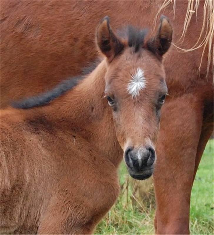 Arabisk fuldblod (OX) Al Aliyy Fahl - (*DØD) billede 8