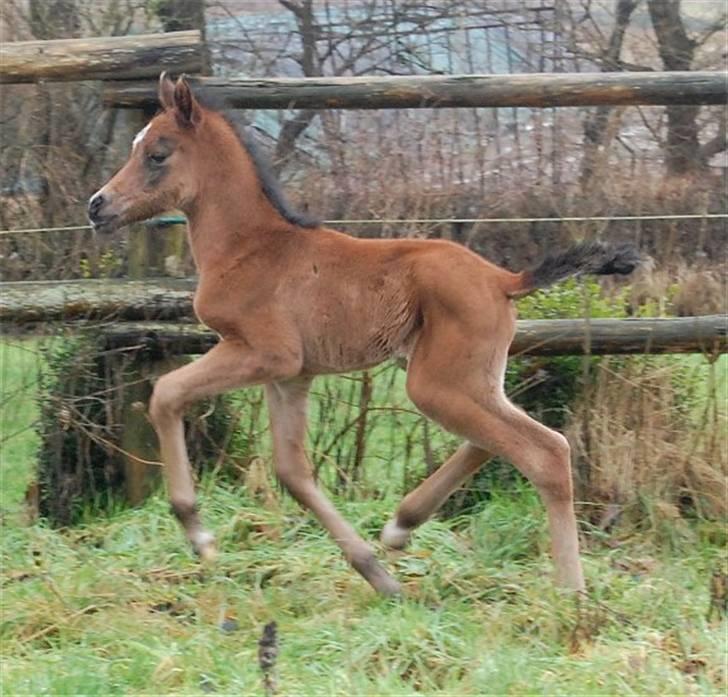 Arabisk fuldblod (OX) Al Aliyy Fahl - (*DØD) billede 9