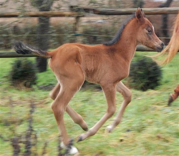 Arabisk fuldblod (OX) Al Aliyy Fahl - (*DØD) billede 10