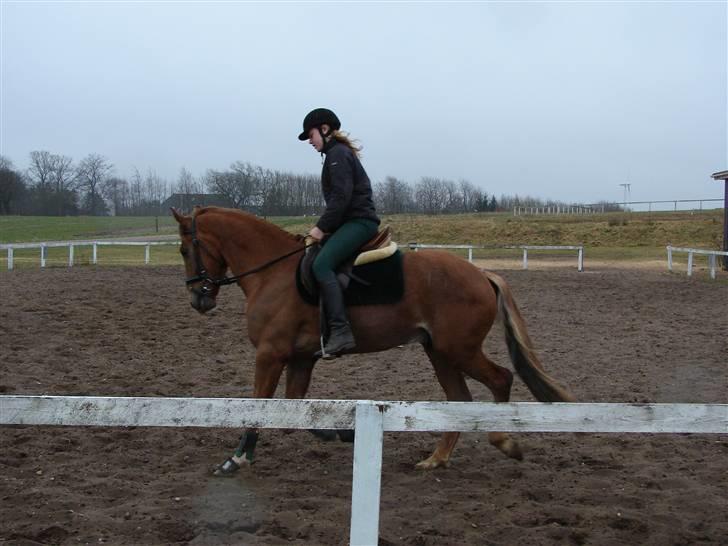 Anden særlig race Mr. Fahrenheit (SOLGT) - Dresssur. i regnvejr ;). billede 3