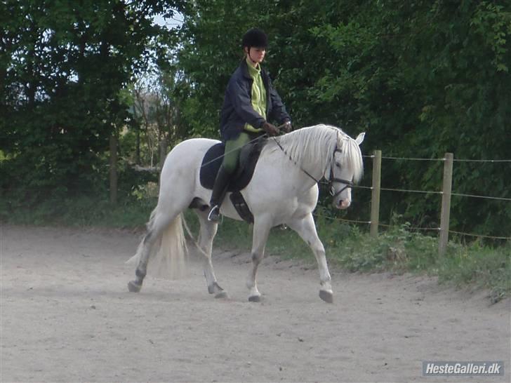 New Forest Firfod Firspring -  foto: Pernille KJ billede 3