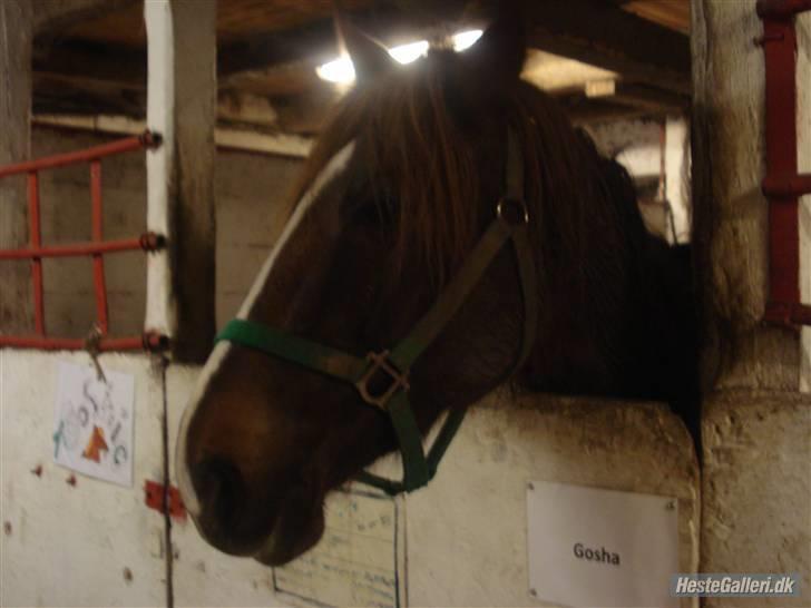Anden særlig race Gosha. vsr - Mijjn lille gosse nu i boks:P billede 7