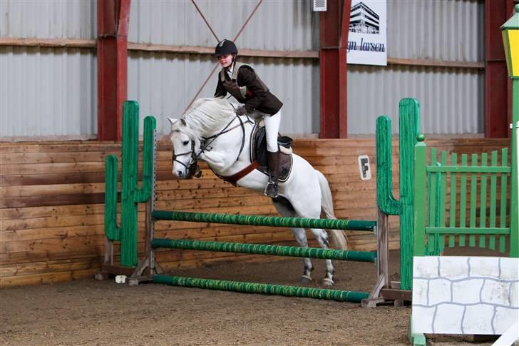 New Forest Firfod Firspring billede 5