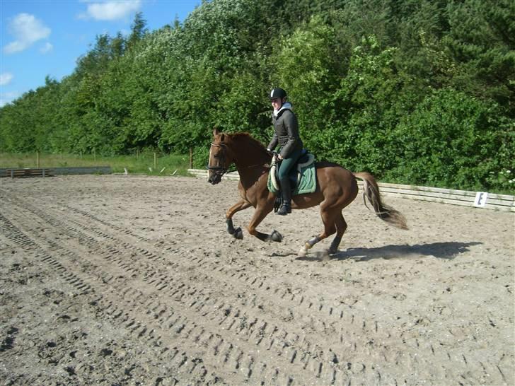 Anden særlig race Mr. Fahrenheit (SOLGT) - Mr. Fahrenheit & mig ;) .. nyt billede 6