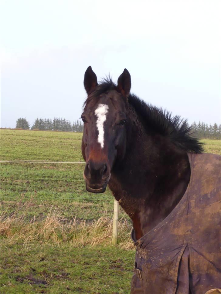 Fuldblod (XX) Killroy billede 10