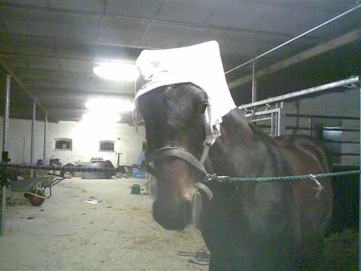 Anden særlig race Da Vinci - Godav Frk. Hansen kommer desværre ikke idag så jeg er afløser håber de nyder suppen xD billede 15