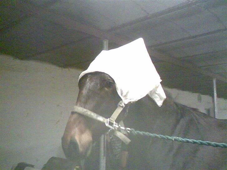 Anden særlig race Da Vinci - Hvad glor "de" på ? billede 16