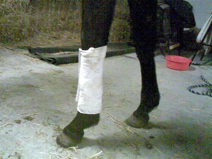 Anden særlig race Da Vinci - AV AV jeg har brækket mit ben så jeg fik lige en gammel ble på xD haha billede 17