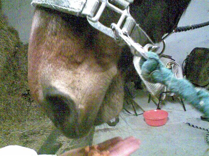 Anden særlig race Da Vinci - gumle gumle svup smat xD ( hehe han kunne ikke ha det inde i munden for små bisser ? XD) billede 18