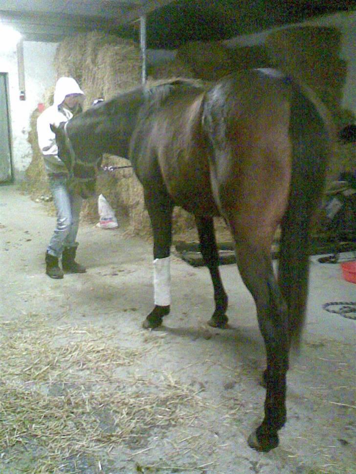 Anden særlig race Da Vinci - Jaa jeg er høj ? hihi ( underlig vinkel men i skulle alså lige se halen og så er dette jo også ENDEN xD ??  billede 19