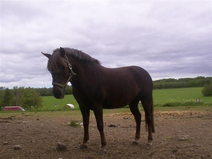 DSP Jolene billede 1