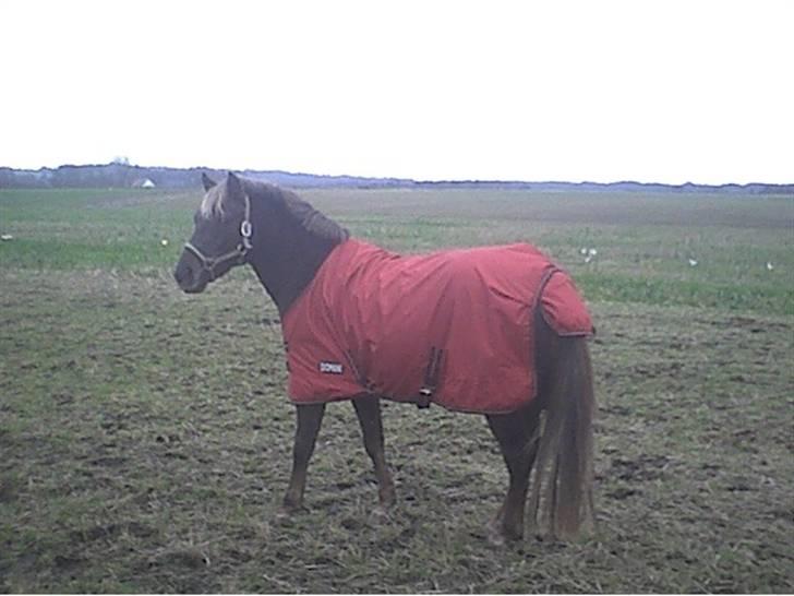 DSP Jolene billede 2