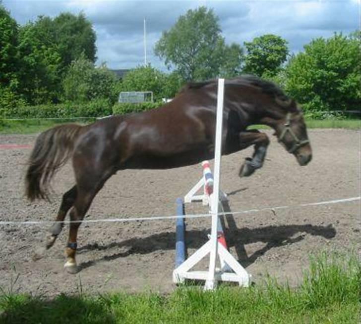 DSP Jolene billede 3