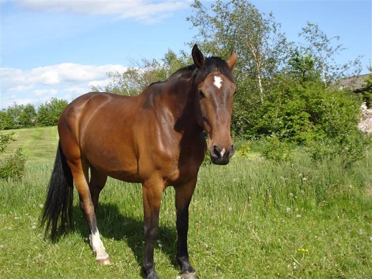 Anden særlig race shadow billede 6