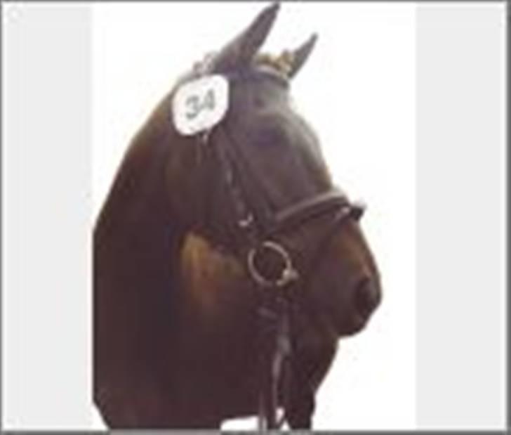 DSP Jolene billede 4