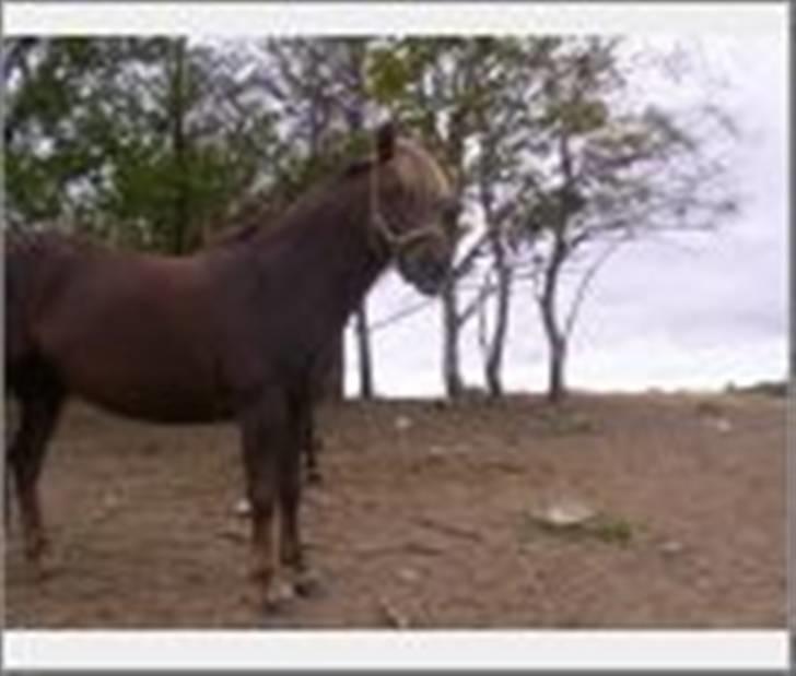 DSP Jolene billede 5