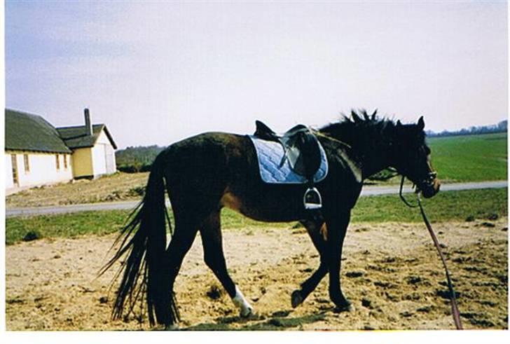 Anden særlig race shadow billede 9