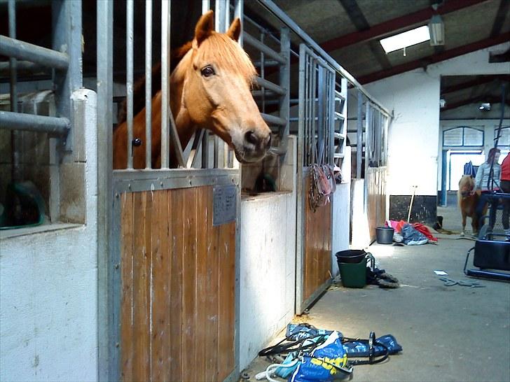 Svensk Sportspony  Casco - 1#  Velkommen til Casco´s profil<3  billede 2