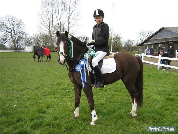 Anden særlig race Tilde - Tilde med ALLE rosetterne <3 2x 3. plads i LB og 2x 2.plads i LC og en 3. i  dressur til 75,71 %  billede 17