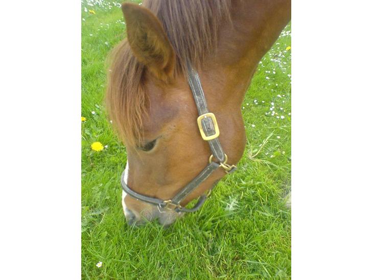 {{currentPhoto.altText}} billede {{currentPhoto.number}}