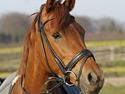 DSP Coelenhage'S Harmonie <3