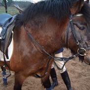 Anden særlig race Lucky