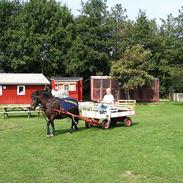 Anden særlig race Lucky