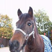 Anden særlig race Lucky