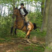 Anden særlig race Charlie *Solgt*